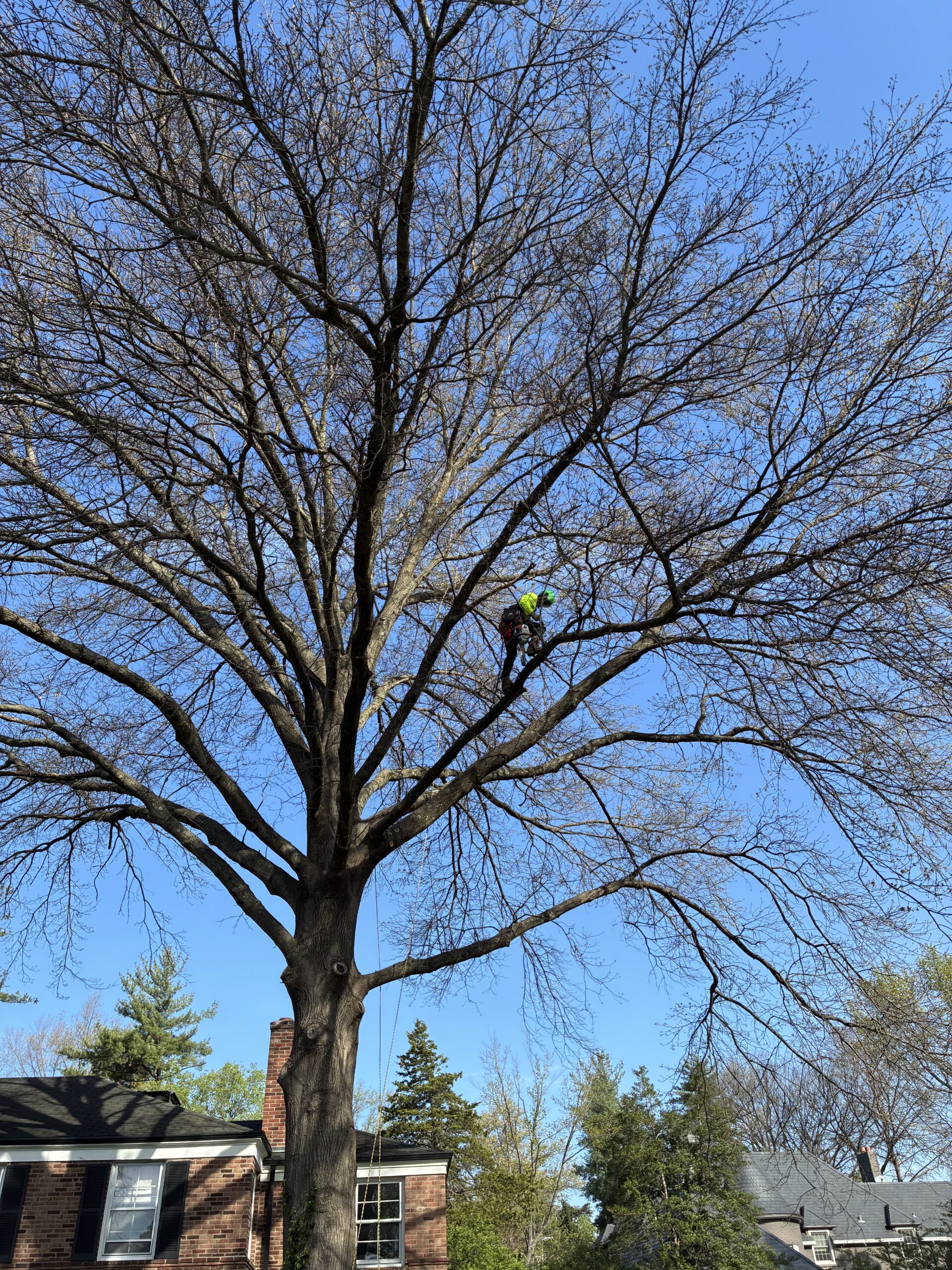 TRC Outdoor crew removing a tree in St. Louis
